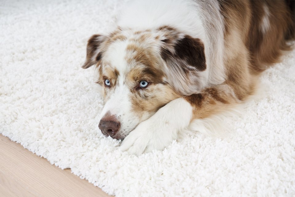 A dog with blue eyes resting on a white rug.